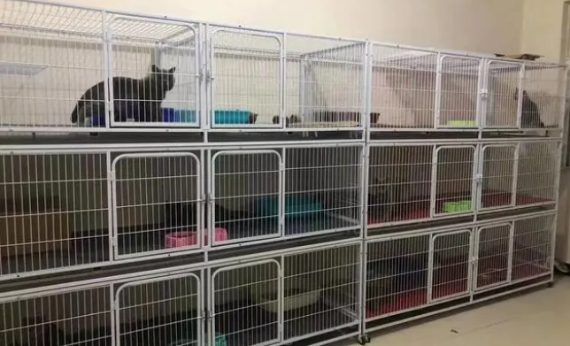 哪里买猫最便宜又好