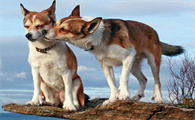 挪威伦德猎犬感冒怎么办？想养的看过来
