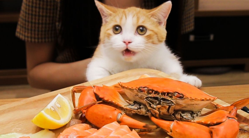 猫为什么爱吃海鲜