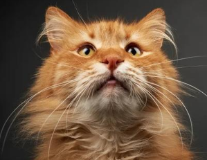 猫咪胡子为什么要留