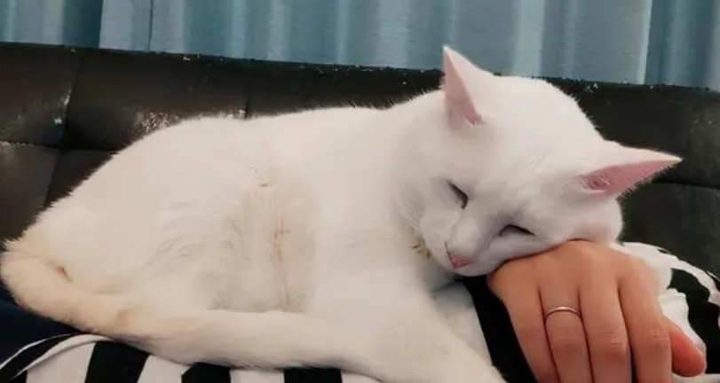 猫咪为什么会守着主人