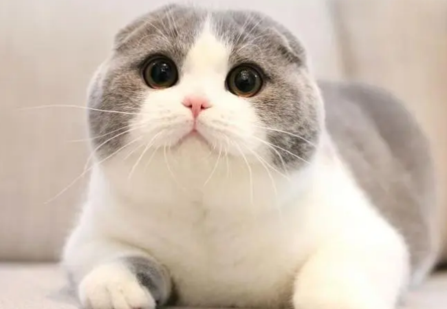 家猫跑丢了还能回来吗