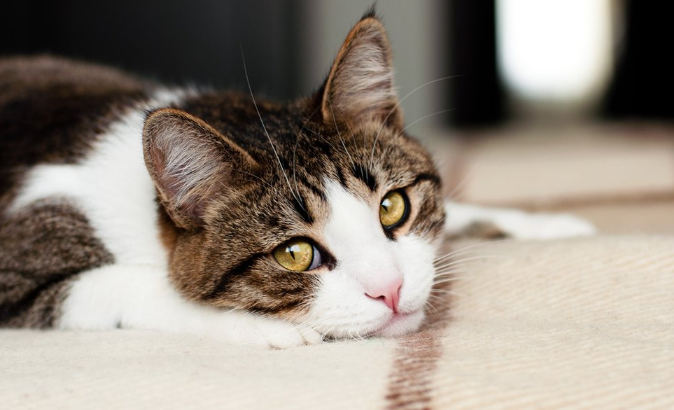 爱养猫的男人对待感情
