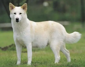 卡南犬怎么喂养?带你们来瞧瞧! 卡南犬怎么喂养?带你们来瞧瞧!