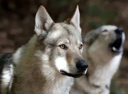 捷克狼犬怎么分辨真假，看这里~