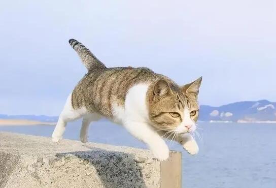 猫咪为什么老是走路乱跑怎么回事