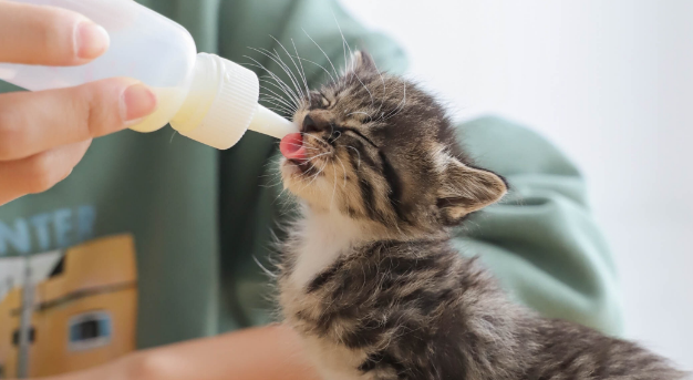 猫咪喝猫奶粉有什么原因