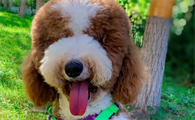 巨贵犬怎么吃才能胖起来？你们都清楚吗？