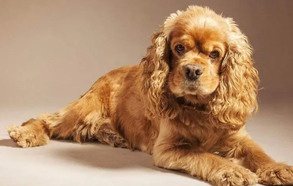 速速来了解,英国可卡犬感冒症状有哪些? 速速来了解,英国可卡犬感冒症状有哪些?