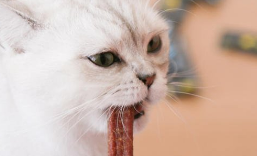 酷奇思猫条好不好 酷奇思猫条好不好