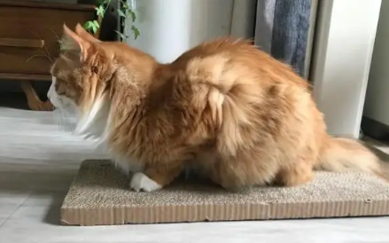 猫咪长期母鸡蹲的原因 猫咪长期母鸡蹲的原因