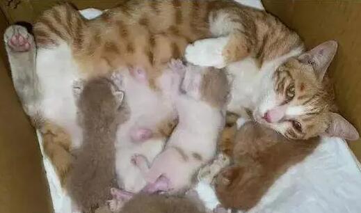 猫咪生产为什么会有死胎