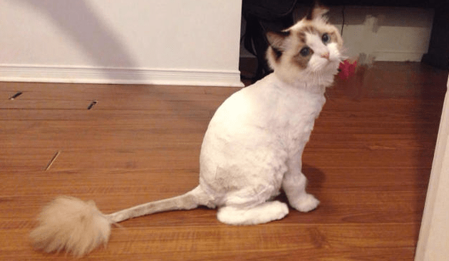 猫的毛为什么不会一直长下去