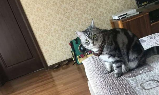 家里养猫终身害了孩子