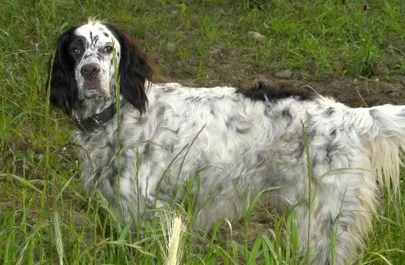 英格兰雪达犬感冒怎么办？看看解决办法