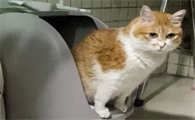 猫长途运输后拉稀怎么回事