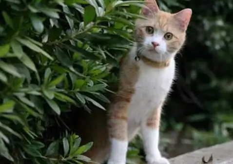 黄眼白猫是土猫吗