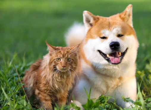 宠物养狗好还是养猫好 宠物养狗好还是养猫好