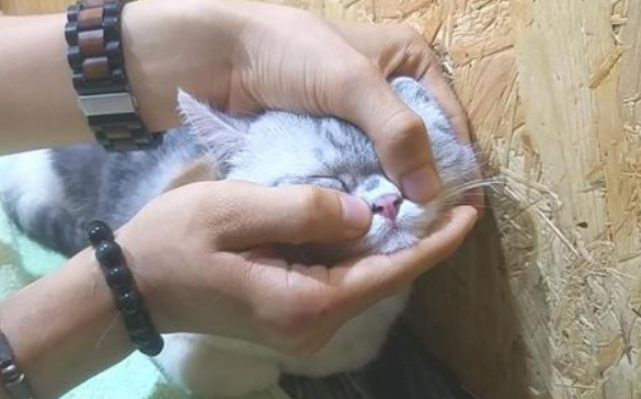知否猫咪为什么按摩鼻子呢
