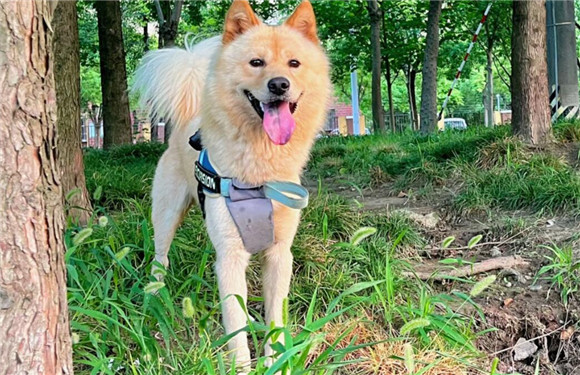 土松犬是中华田园犬吗？一起来了解下吧