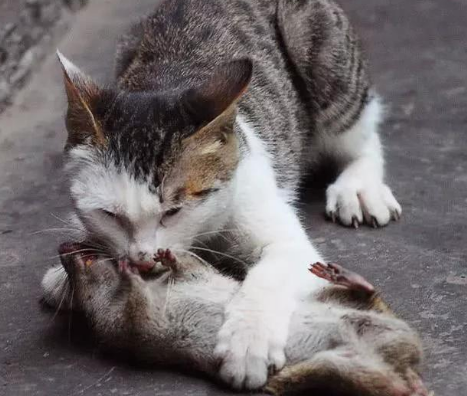 养猫就没有老鼠了吗