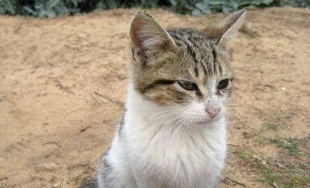 每日了解:土猫怎么训练用猫砂? 每日了解:土猫怎么训练用猫砂?