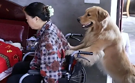 中国十大网红狗狗