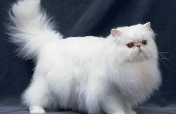 如果猫从这个世界上消失