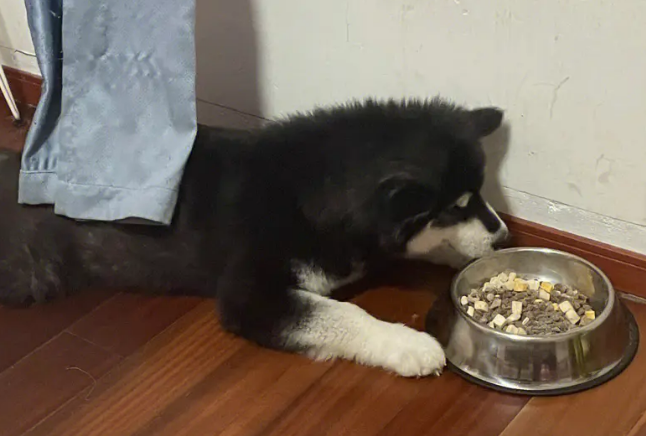 阿拉斯加犬吃什么食物最好？不妨来看看吧