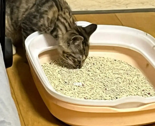 猫咪为什么吃猫砂 猫咪吃猫砂的原因 猫咪为什么吃猫砂 猫咪吃猫砂的原因