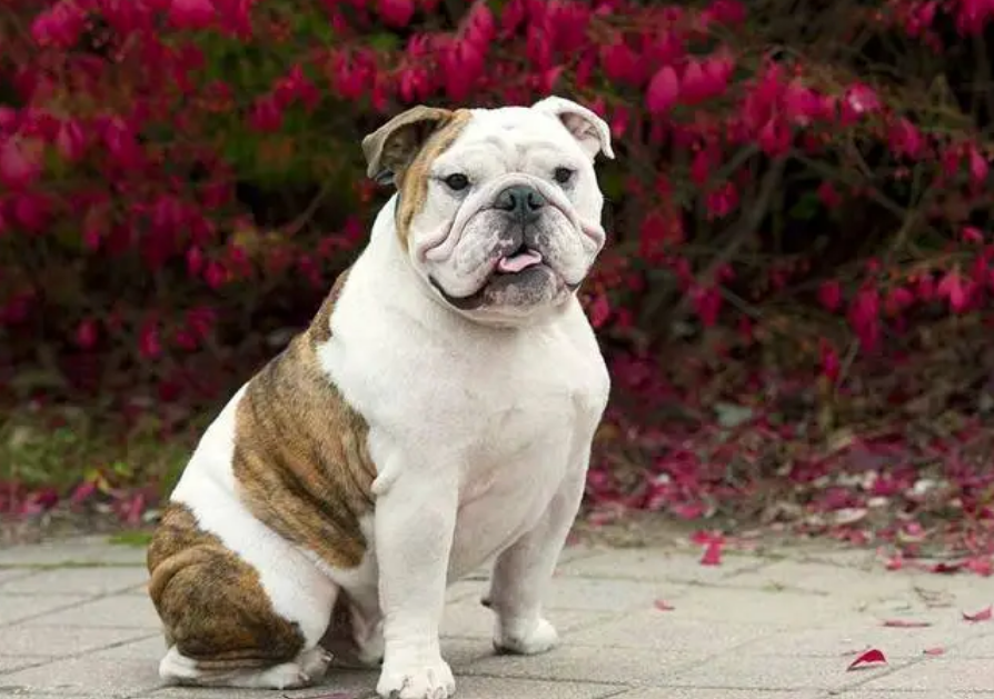 英国斗牛犬怎么喂胖?看看这篇“增重秘籍” 英国斗牛犬怎么喂胖?看看这篇“增重秘籍”
