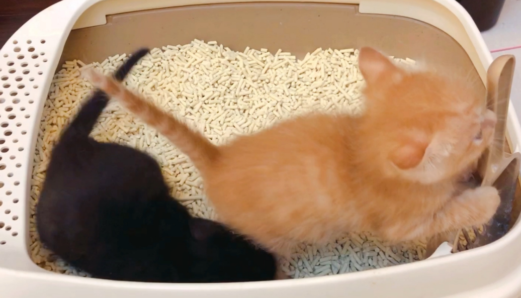 小奶猫多久可以自己大小便？看完你就知道