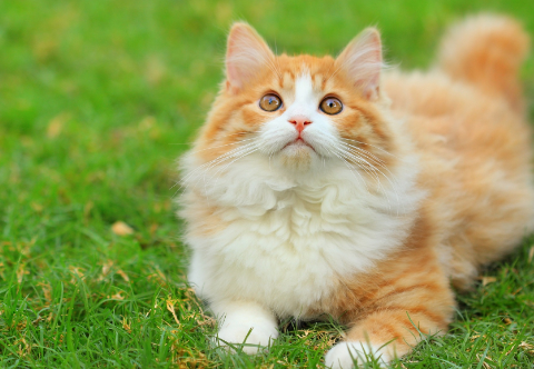 男朋友说我叫的时候跟小猫似的