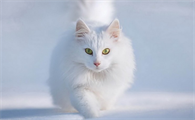 猫咪为什么喜欢蹲肩上腿上睡觉