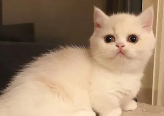 怎么预防曼基康猫得肾结石?来看看吧 怎么预防曼基康猫得肾结石?来看看吧