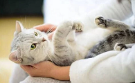 猫咪为什么要自由活动