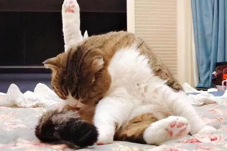 猫咪为什么老是舔尿道口呢