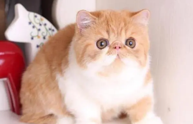 猫咪寿命排行榜