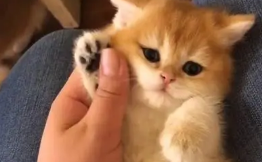 猫咪用手拍人是为什么