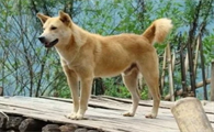 中华田园犬取消禁养的城市,你都知道哪些?