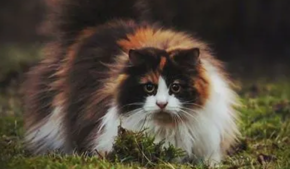 挪威森林猫孕期吃什么?看你喂对了吗? 挪威森林猫孕期吃什么?看你喂对了吗?