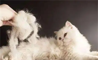 猫咪最近为什么老掉毛呢怎么回事