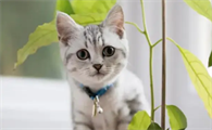 猫咪为什么会自己算钱自娱自乐