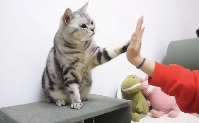 猫咪不给我握手是为什么原因 猫咪不给我握手是为什么原因
