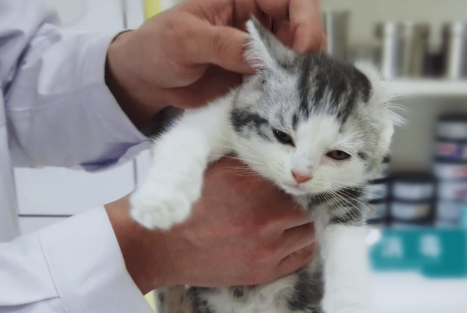 猫咪为什么会生病呢怎么回事 猫咪为什么会生病呢怎么回事