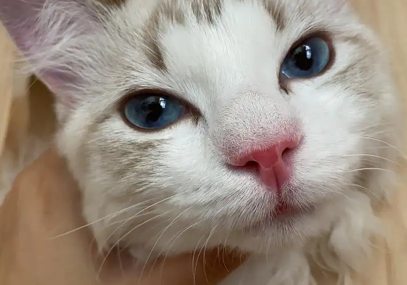 猫咪突然不活泼了鼻子干
