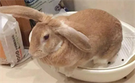 狗为啥吃兔子的屎