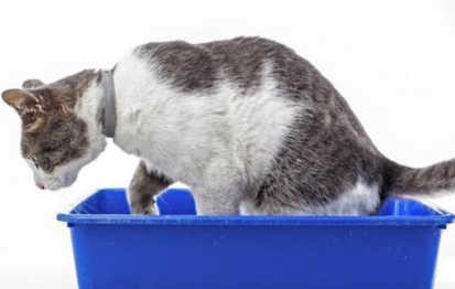 猫为什么总撒尿
