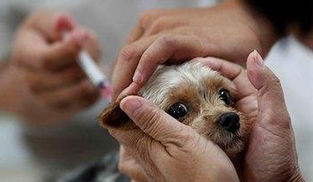 犬五联苗的注射方法 犬五联苗的注射方法