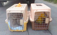 猫咪怎么空运到外地